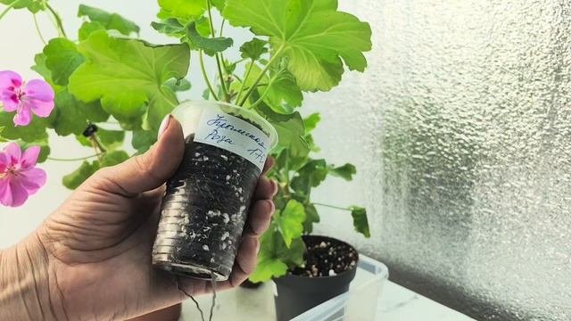 ИЗЛИШКИ растений на 25.09.25г часть 2☘️🌸🌿
