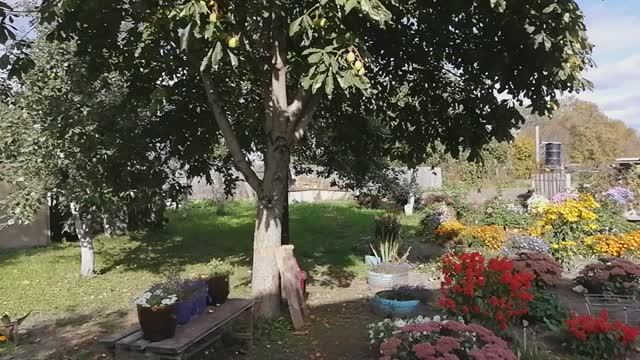 Конский каштан начал сбрасывать семена