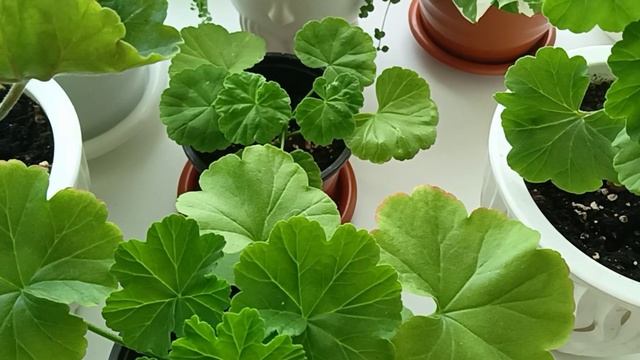Когда лучше укоренять черенки Пеларгонии