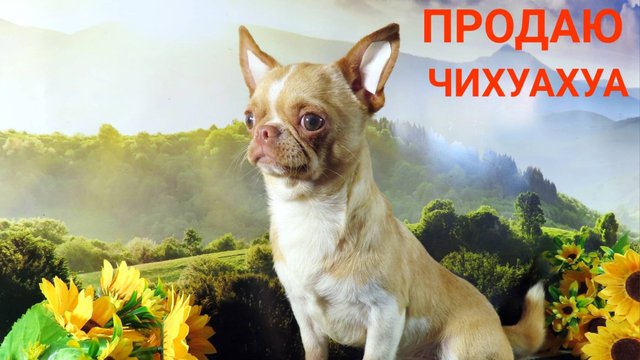 Последние несколько #чихуахуа #НЕДОРОГО для Души #купитьчихуахуапродаю +79215950848