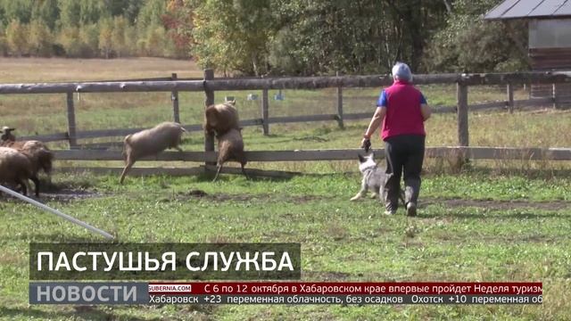 Пастушья служба: обучение собак. Новости. 26/09/2025. GuberniaTV