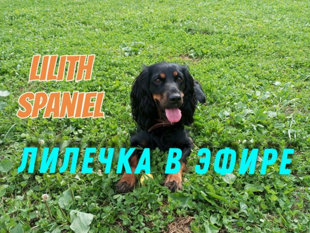 Спаниелька на связи!❤