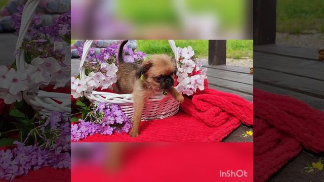 ВаштиВонг 💝💝девочка брюссельский гриффон. Уехала в Минск🧡🧡🧡