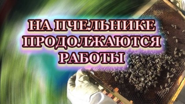 26 Сентября 25 года, работы на пчельнике продолжаются, и не всё благополучно 1 серия.