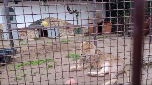 Шархан Вмдео от Ивана 27.09.2025