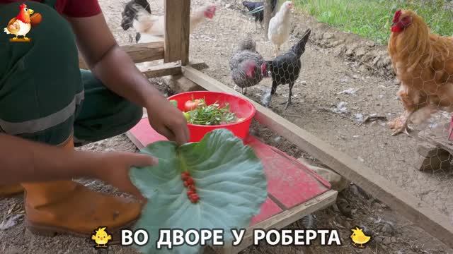 Содержание кур в домашних условиях и других птиц во дворе у Роберта 🐣🐤🦆🐔🪿🦃 (270)