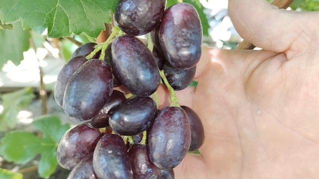 СЕНЬОРА!🍇🍇🍇 Очень крупная ягода на прививке 2025.Telegram, WhatsApp и Vlber +79528500417.