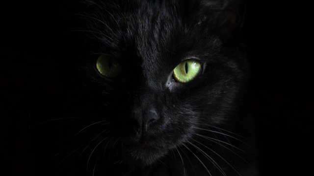 Удивительные факты о котах!