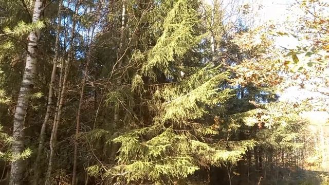 В выходной день прогулка по  лесу,  у реки