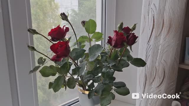 Vlog/124/ Вернулись с дачи/ Резкое похолодание/ Чижик, покупки/ Мамуля и её сынок...