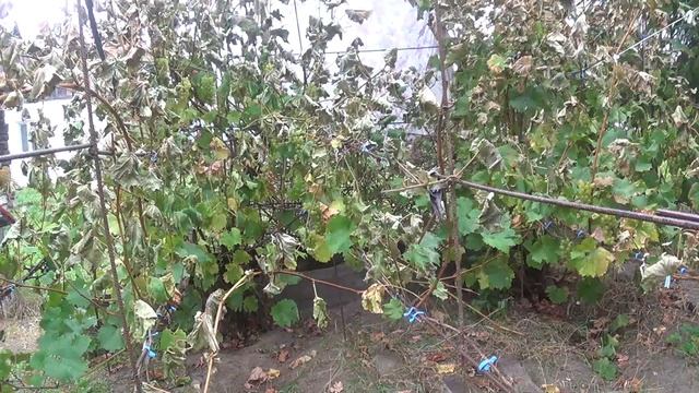 Состояние кустов  винограда после сбора урожая  ПОДПИШИСЬ