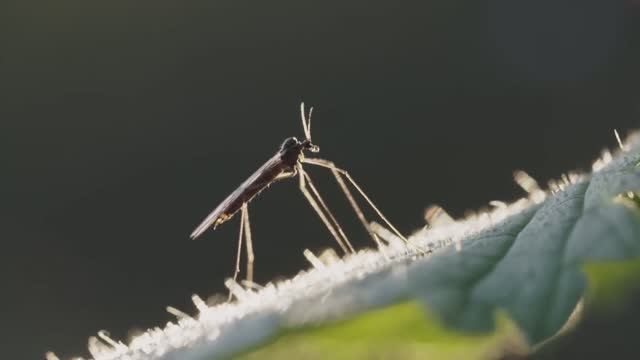 Жизненный цикл комара