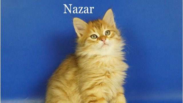 Сибирские котята мальчик Nazar Crown of Siberia, 2 месяца, золотой пятнистый окрас_