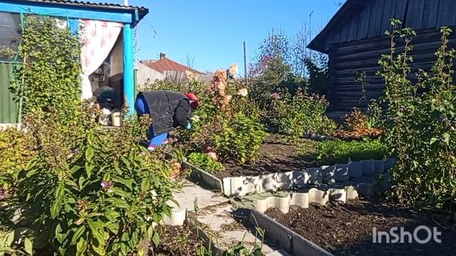 28.09.2025 года.Убираю капусту, обрезаю цветы.