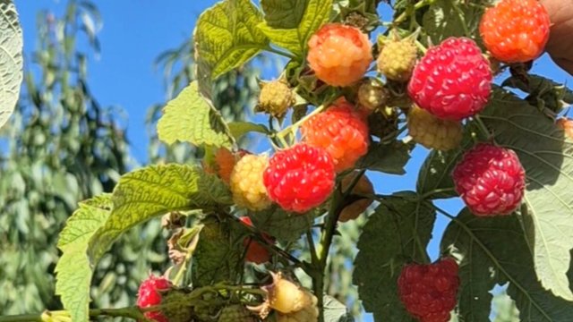 Малина, перетёртая с сахаром. Собираю малину. Заготовки.