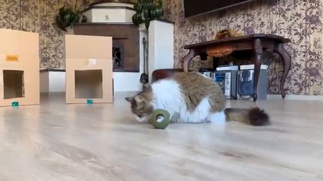 Игра в кальмара в реальной жизни