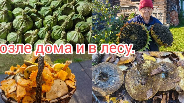 Домашние дела переделали ,в лес за грибами сходили .