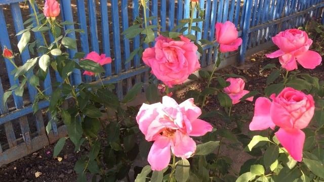 🍁ПРЕКРАСНЫЕ ОСЕННИЕ ЦВЕТЫ🌺ПОД НЕ МЕНЕЕ ПРЕКРАСНУЮ ПЕСНЮ🎸ROMAS-ЖИЗНЬ ЗАГАДКА💥