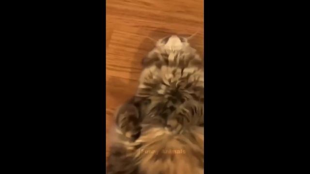 Смешные животные, часть 44