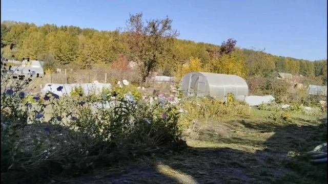 Последняя неделя сентября. Навожу порядок в саду и огороде.