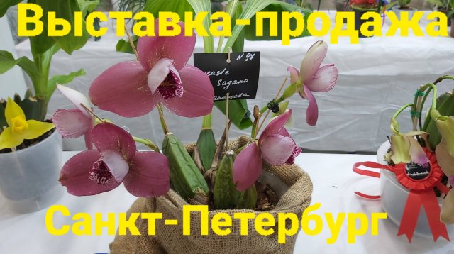 Выставка орхидей Fan orchid. Осень 25.Санкт-Петербург.