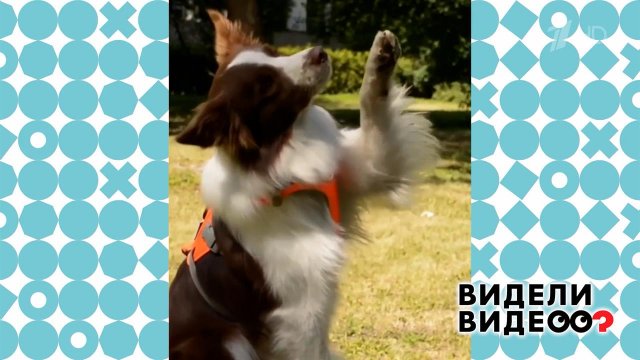 Собака-глюкометр. Видели видео? Фрагмент выпуска от 28.09.2025