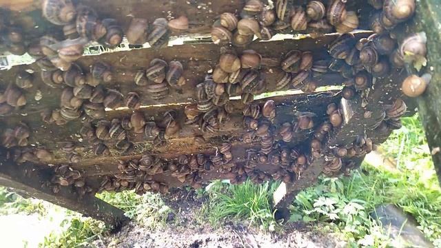 Полный сбор улитки с полей. Конструкция поддонов (кормовых столов). Сезон 2025г.