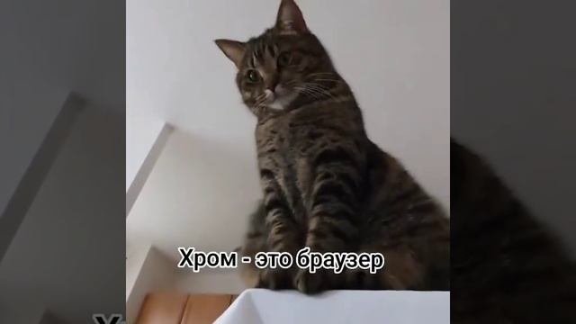 VID_20250929_063457_760.mp4