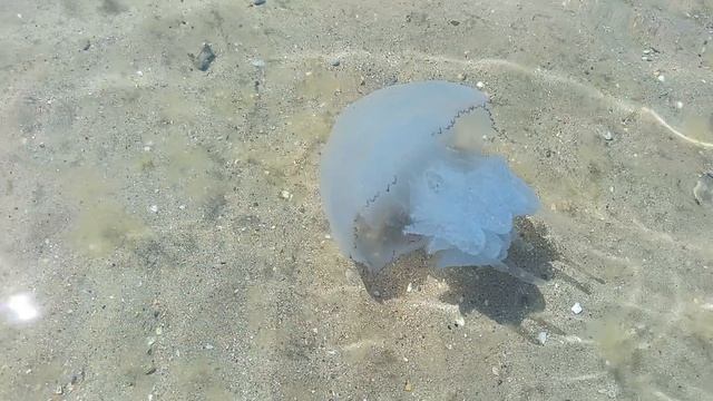 # медуза и море