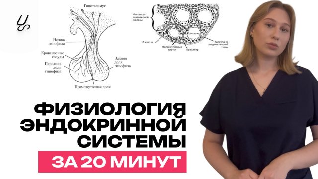 Физиология эндокринной системы за 20 минут