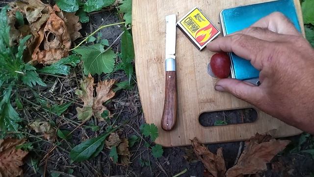Гф Соперник Селекции Криули С. И с красивой гроздью и вкусной ягодой.