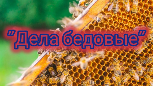 🐝 Дела бедовые 🐝