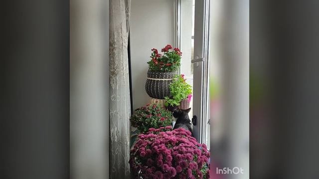 кот- любовь -цветы .