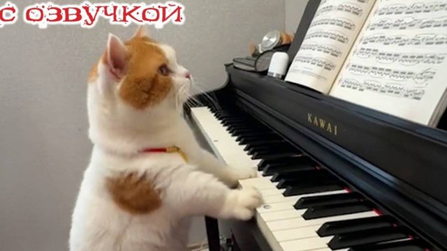 Смешные коты С ОЗВУЧКОЙ СМЕШНЫЕ ЖИВОТНЫЕ 2025 Приколы с котами