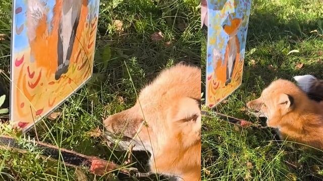 подарок от девочки лису