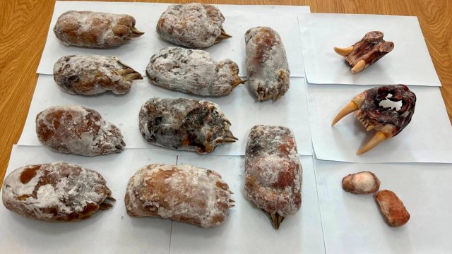 Контрабанду челюстей тигра и лап медведей пресекли в Приморье