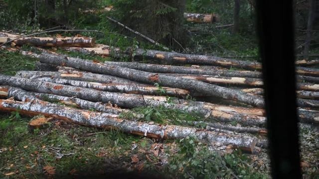 Как валят лес: новости проекта Берёста