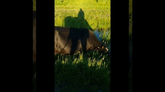 Лайк Настя встречает разных животных корова лошади
