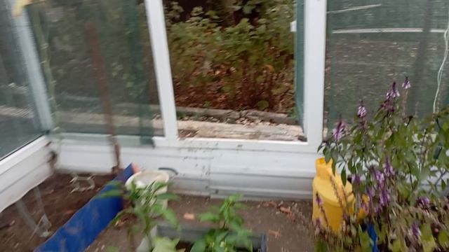 29 сентября ,приехала на дачу, уже вечер, иду посмотреть как в огороде.