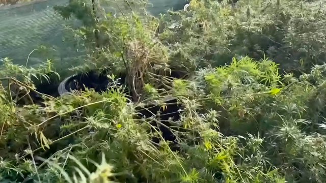 Правоохранительные органы обнаружили плантацию конопли во Владивостоке. Возбуждено уголовное дело