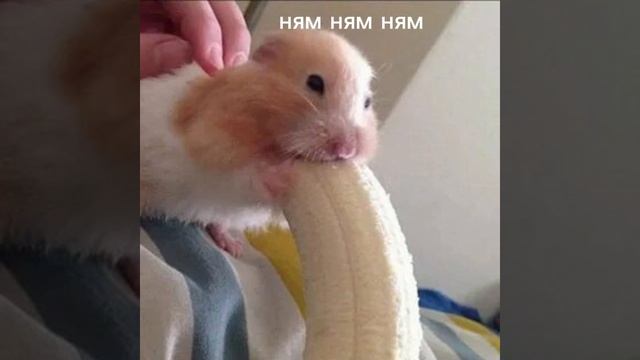 жиза?