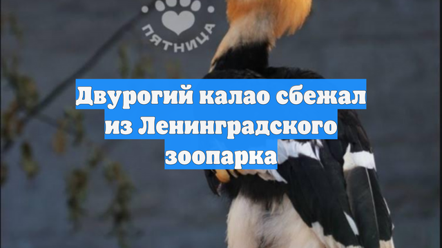 Двурогий калао сбежал из Ленинградского зоопарка