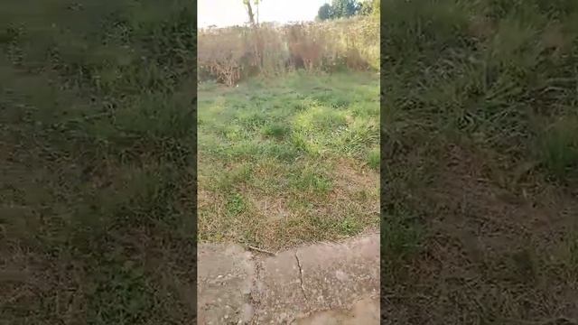 мы катаемся на самокатах