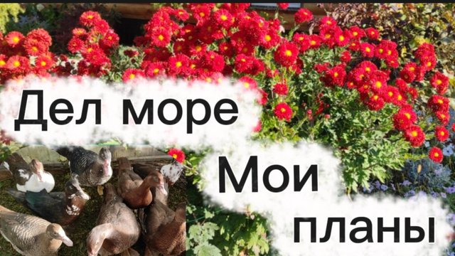 Осенние работы в саду. Мои планы.