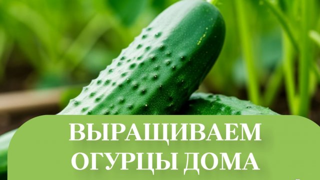 ЧУДО ОГУРЕЦ.