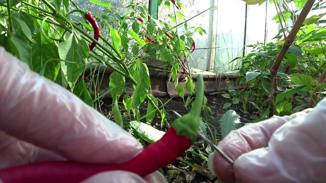 Ожерелье из острого перца