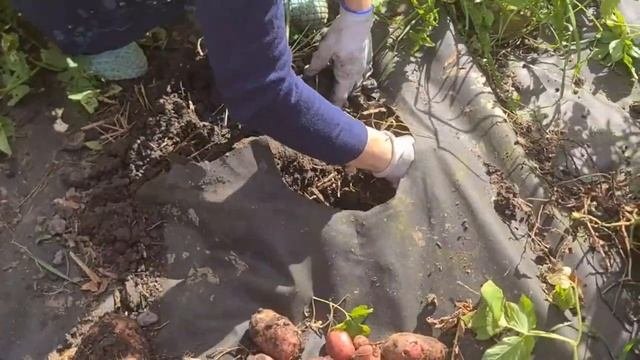 Копаю Картофель. Ни вскапывала ни окучивала и даже ни поливала