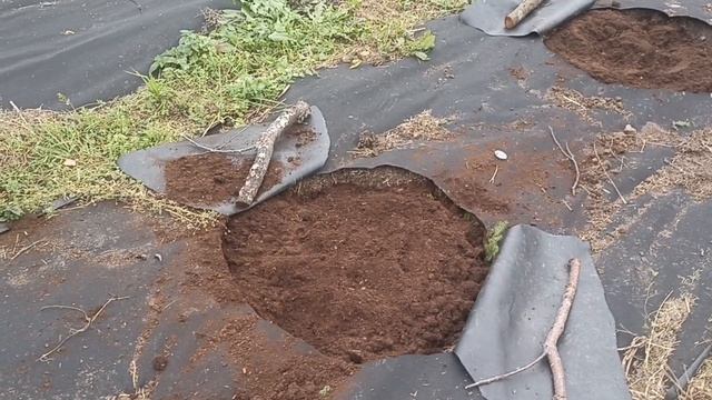 Посадка Голубики