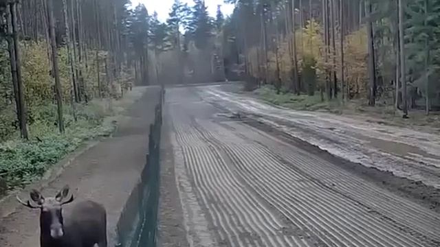 Забор на границе Литвы и Белоруссии.Но лосю всё равно.