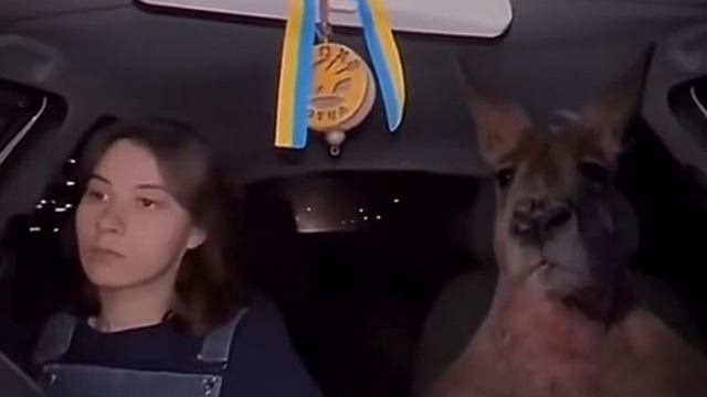 Кенгуру запрыгивает в машину через лобовое